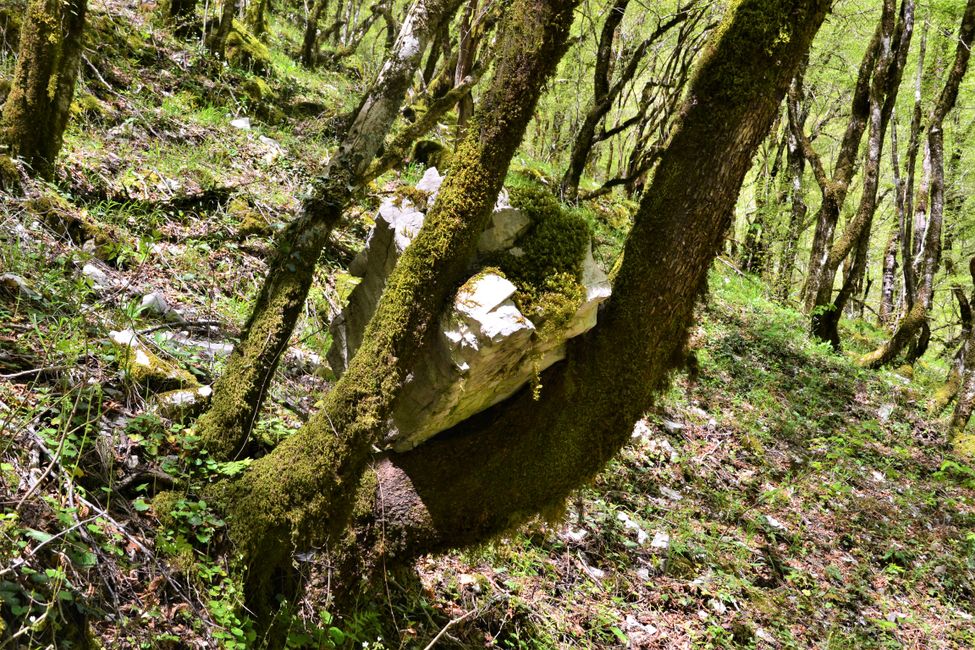 Dieser Baum hat einen etwas größeren Felsen beim Hinabstürtzen aufgefangen. 