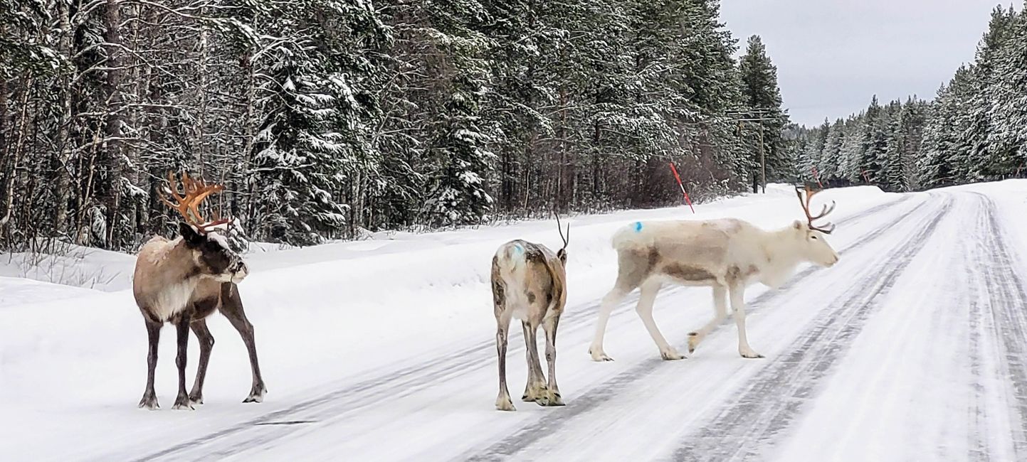 Lulea 6th February 2022