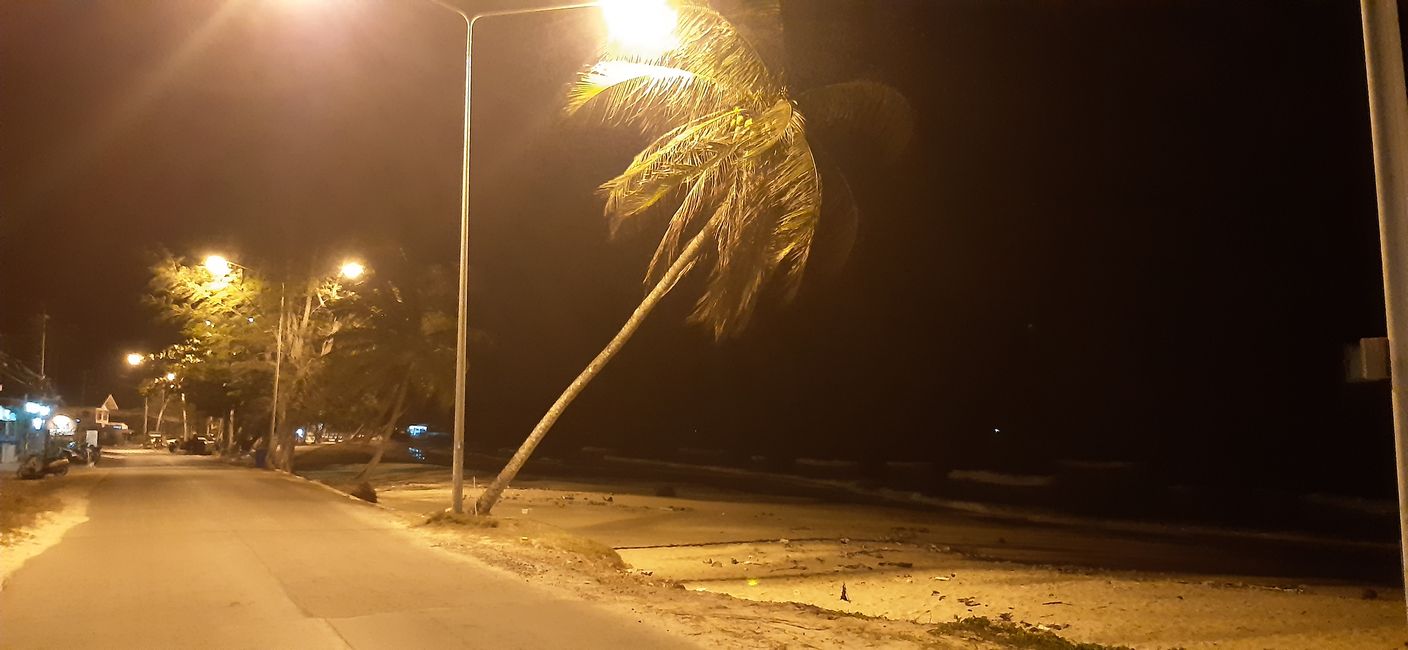 If the wind comes from the other side, why are the palm trees facing this direction?