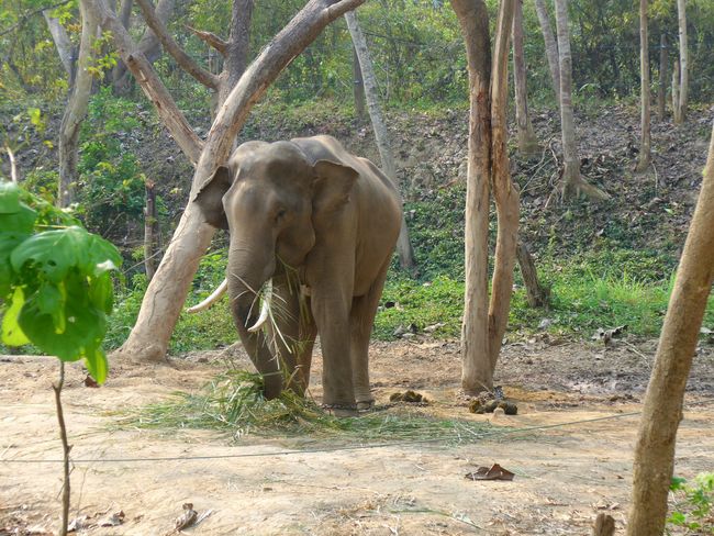 Elephant Valley - visiting the elephants (Thailand Part 12)