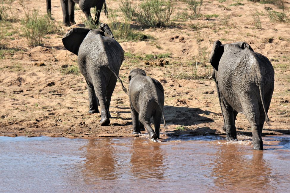 Day 15: From Kruger NP to Marloth Park