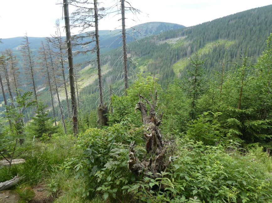 On the Sněžka mountain and in the treetops (Sněžka and Krkonoše)