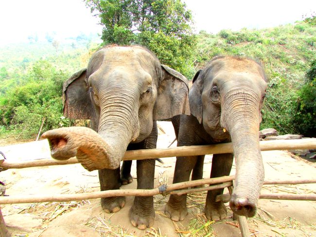 Dumbo Elephant Spa♡