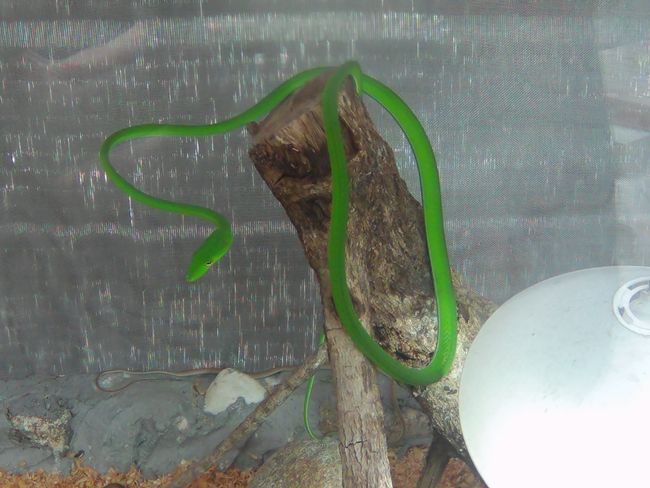 This snake is almost neon green. 