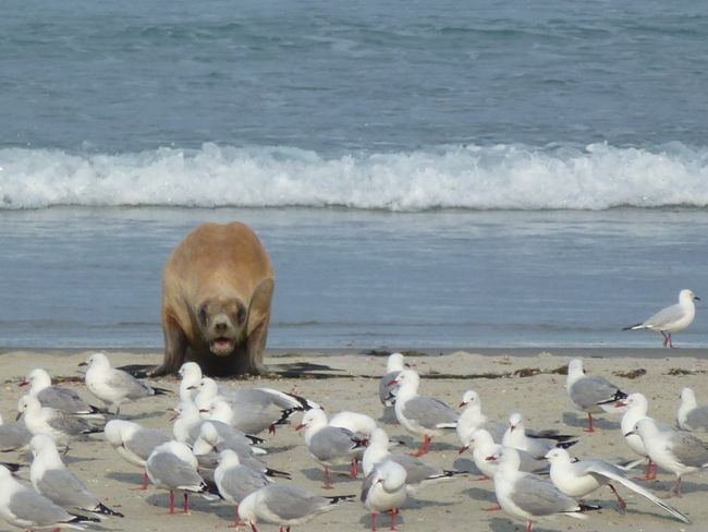 The seagulls annoy the sealion