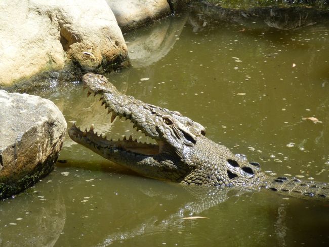 Hartleys Crocodile Adventures - Salzwasserkrokodil