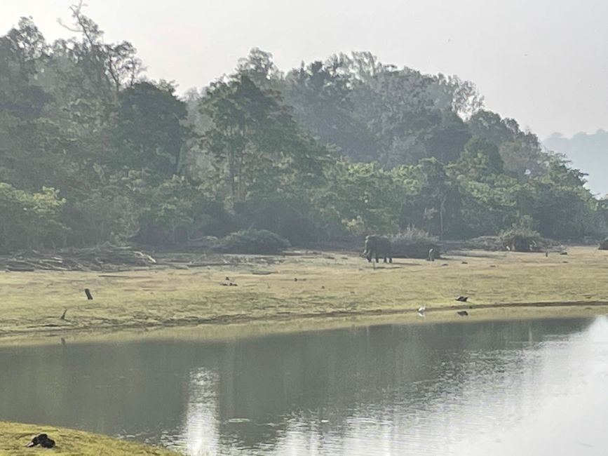 Mysore and Nagarahole National Park - Palace and Tigers nearby