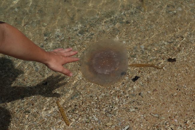 A small jellyfish.