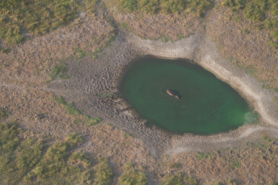 Delta del Okavango desde arriba con hipopótamo
d83e
dda0