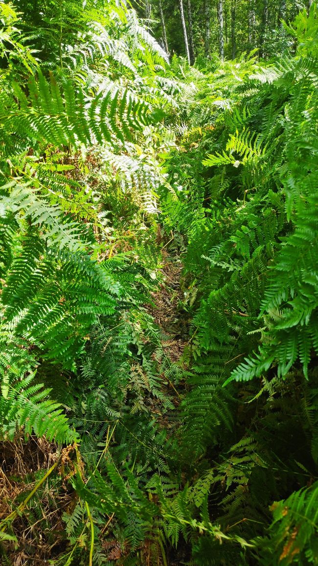 Forest Trail, waist-high fern, somewhere is the yellow mark