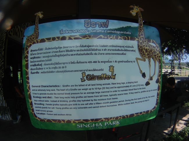 Ein paar Informationen über die Giraffe.