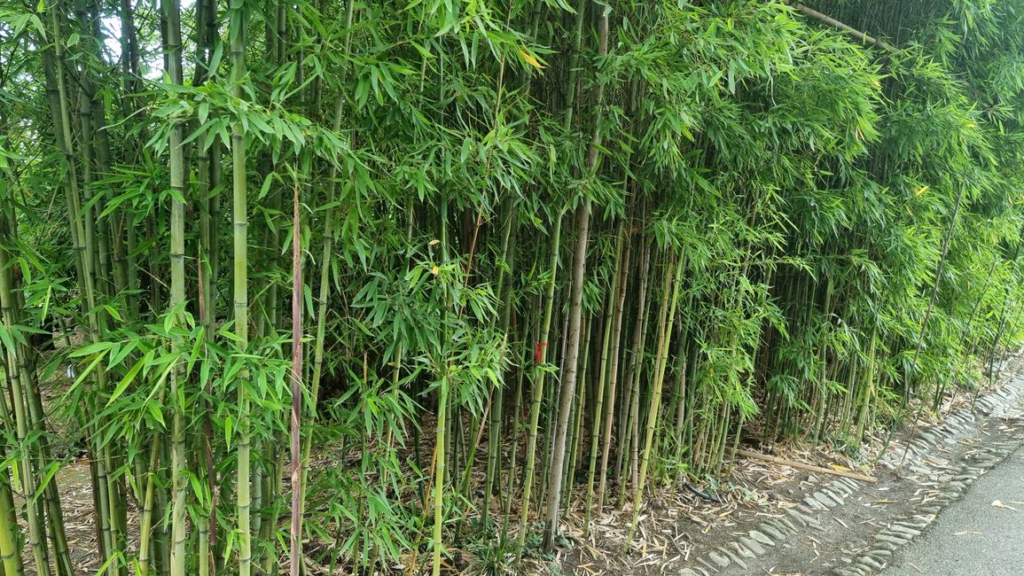 Bamboo in Georgia