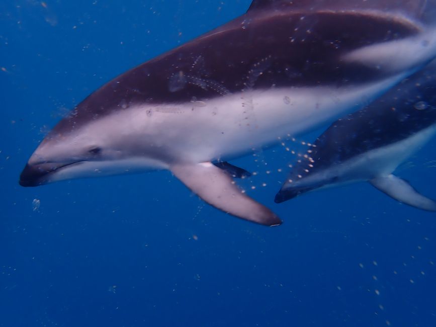 Kaikoura - Delfinschwimmen