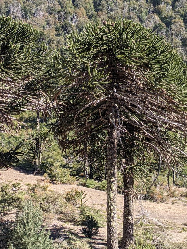 The sacred tree of the Mapuche