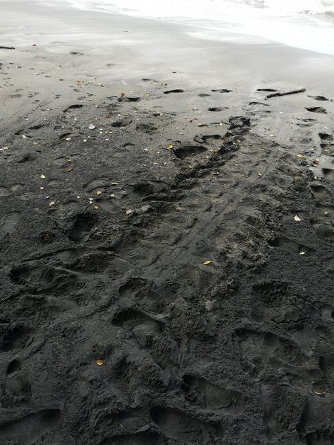 Turtle tracks