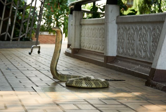 Bangkok - red cross snake farm