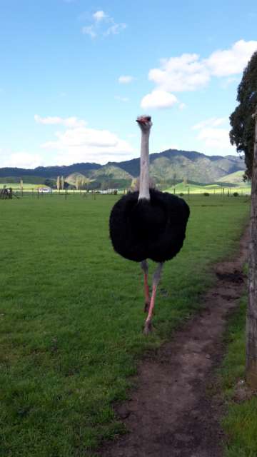 the ostrich in a normal posture...