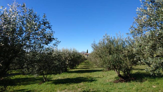2 von 6 reihen mit olivenbäumen 