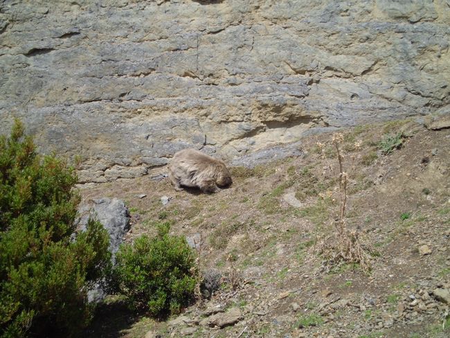 Wombat, Maria Island