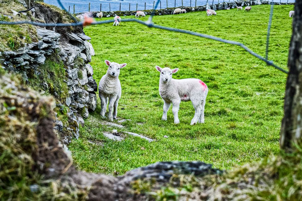 kleine Schafe auf Dursey Island