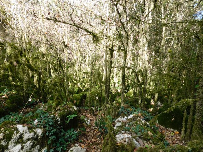 The Green Labyrinth (Nebias)
