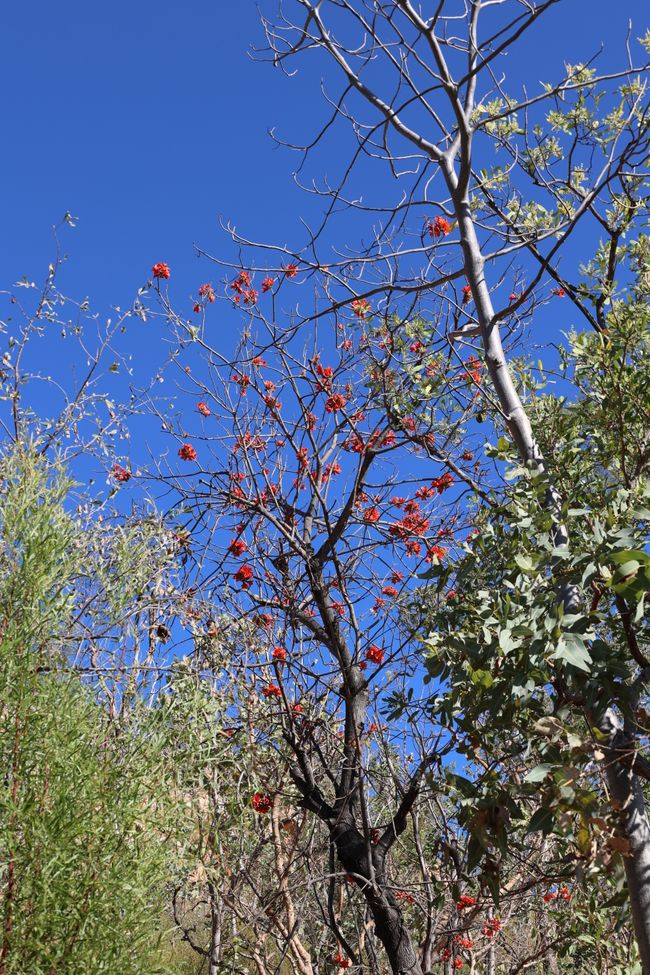 red flowers on tree - very rare to see any flowers