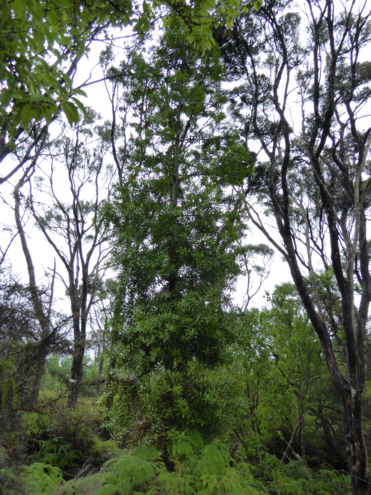 Jeune Kauri de 2002