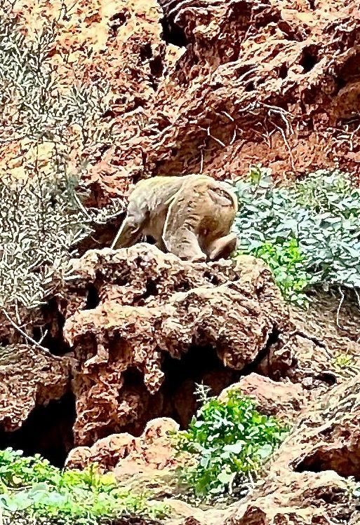 A monkey on a mountain wall. Yes, we are in Africa!