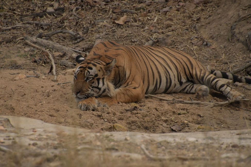 In the Realm of Bengal Tigers: Station 1 - Bandhavgarh