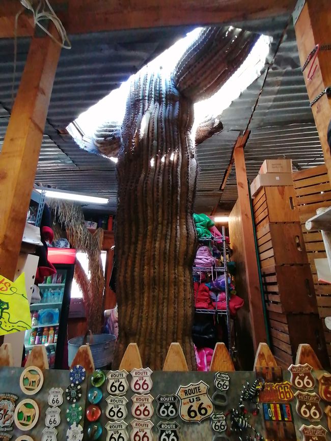 Giant cactus in the middle of a souvenir shop
