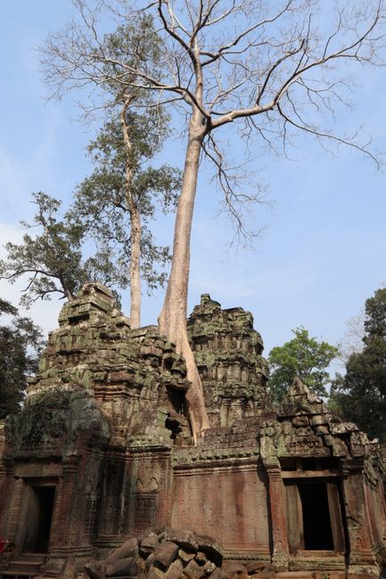 Trees in/from Ta Phrom.