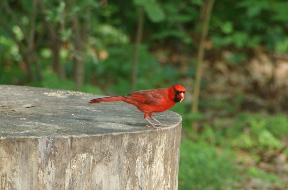 Kardinalvogel