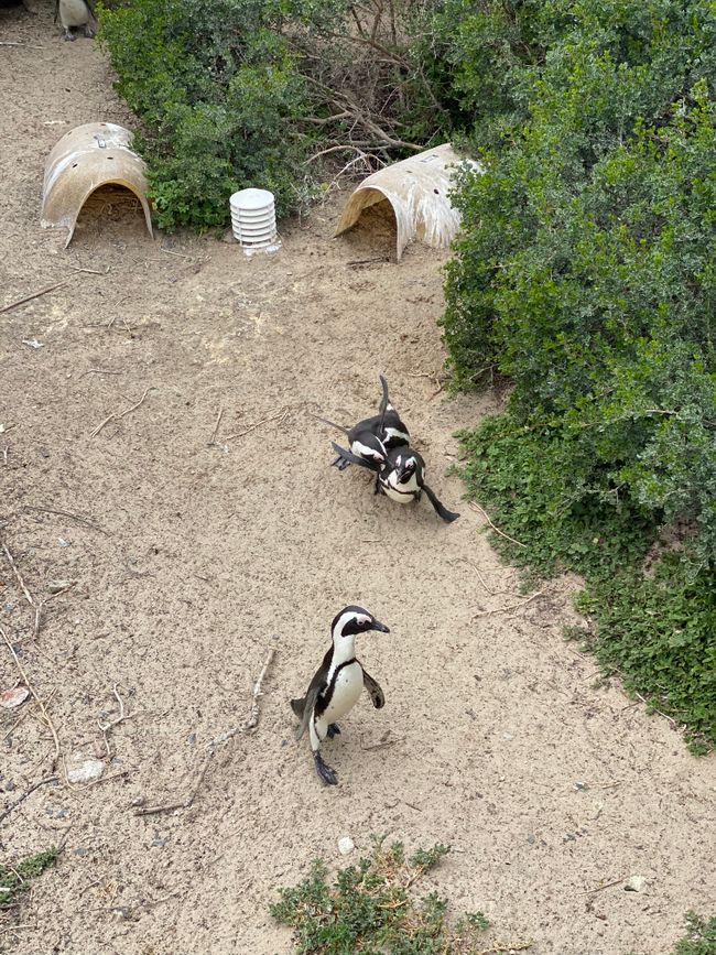They are trying to support the penguins in breeding and protect them from predators (sharks, birds, seals) by providing them with self-built nests. Unfortunately, environmental pollution also plays a major role here.