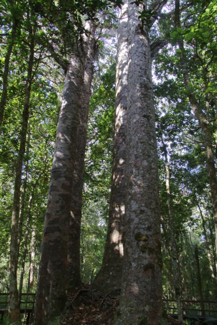 Die Four Sisters im Waipoua Kauri Forest