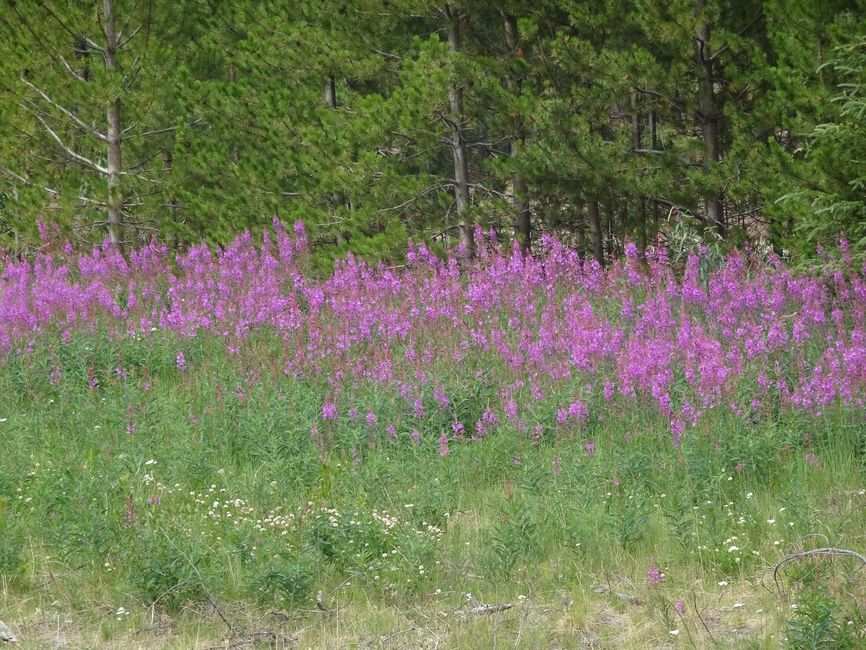 Fireweed - Weidenröschen - ständiger Begleiter am Strassenrand