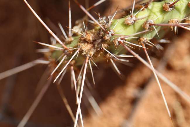 macro shot of a cactus