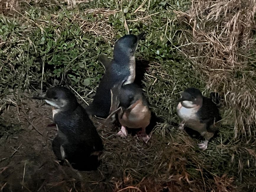 Philip Island - Little Penguins