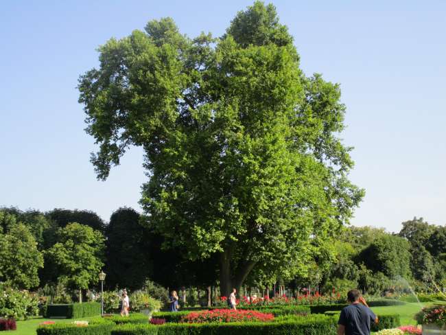 arbre au Rosengarten