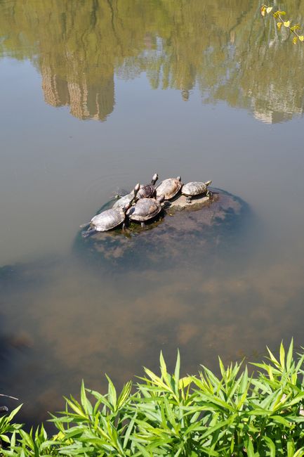 Turtle Yoga im Central Park 