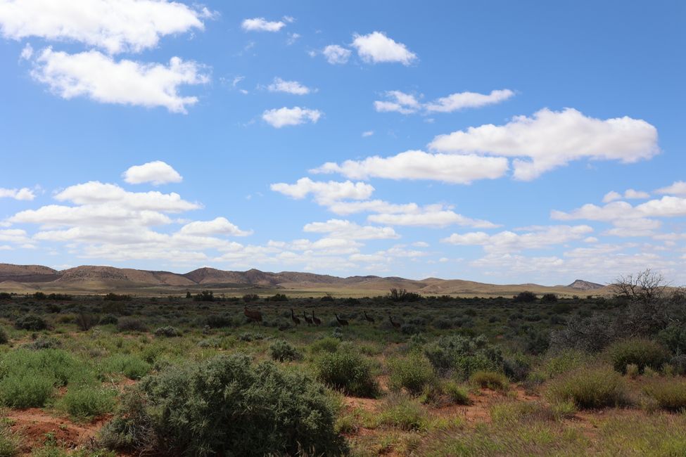 Emus first on gravel road through Ikara Flinders Range (Parachilna Gorge)