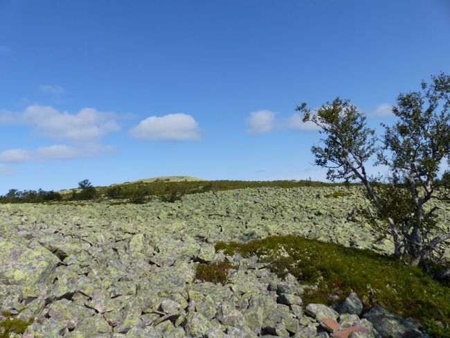 Day 36 - A long hike in Fulufjellet