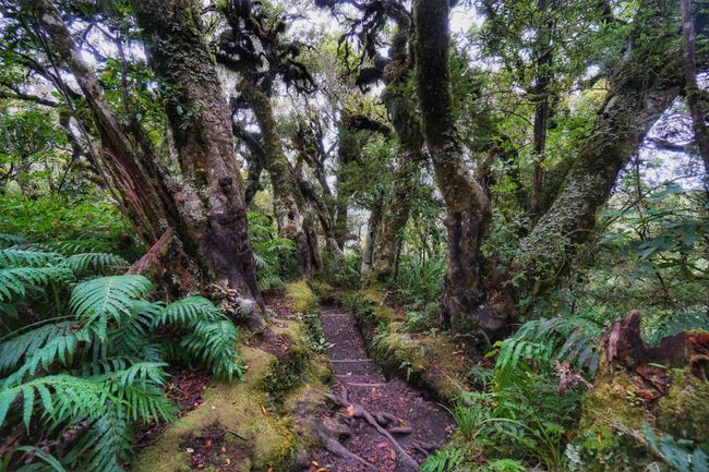 Der Goblin Forest am Mount Taranaki