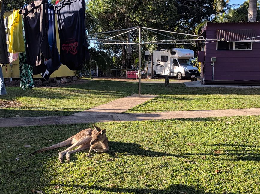 Känguru unter der Wäschespinne auf dem Campground