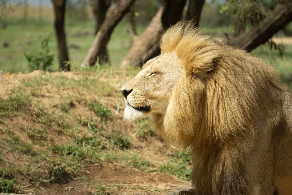 Unsere letzte Etappe: Von Kapstadt nach Jo‘Burg und der Lion & Safari Park