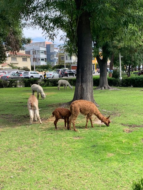 Lamas und Alpacas grasen in der Stadt