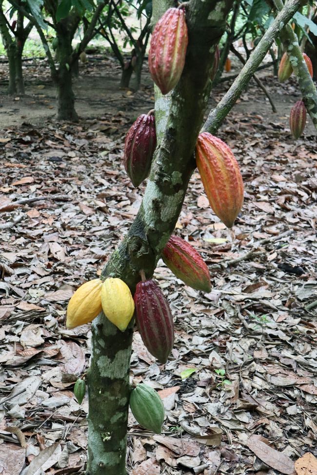 Kakaobohnen (unterschiedliche Reifegrade..)