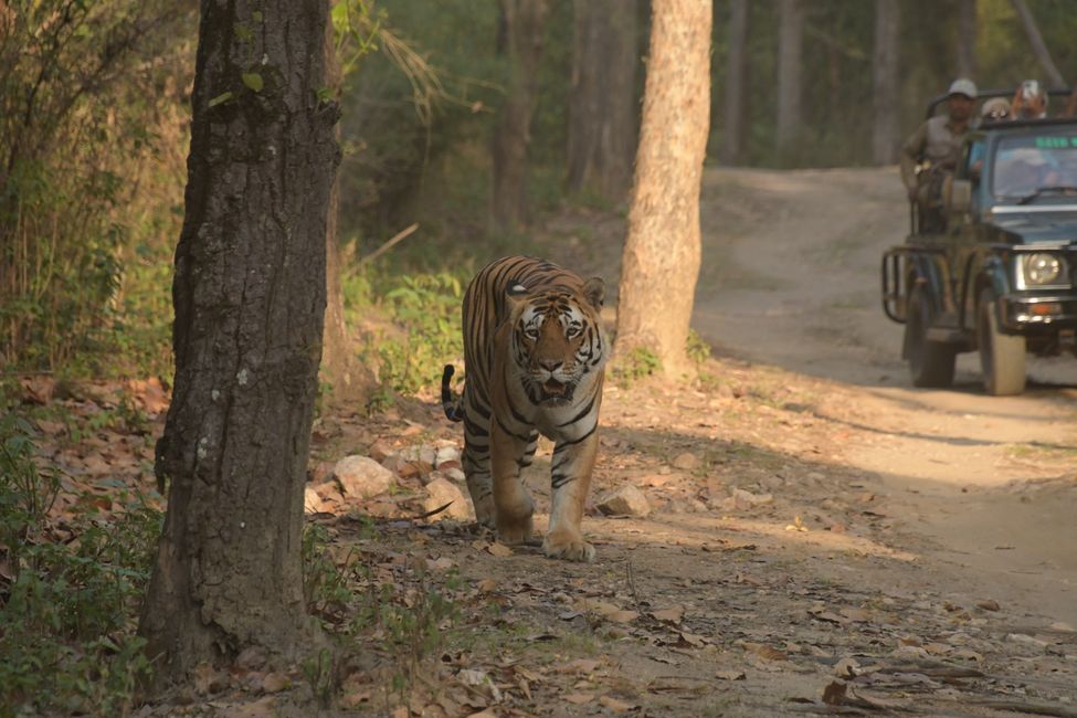 India - Madhya Pradesh - Kanha NP - Tiger #6