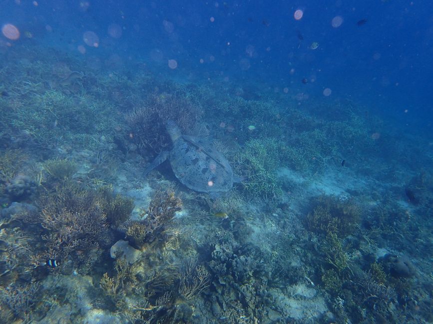Schnorcheln vor Flores Island - Echte Karettschildkröte (Hawksbill sea turtle)