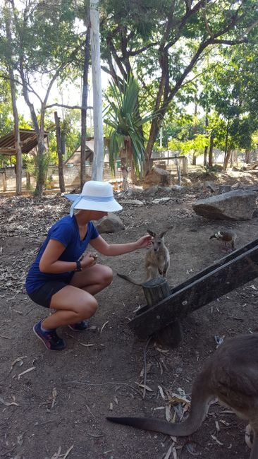 Baby Känguru, sehr weich! 😁