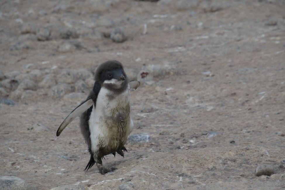 Antarctica - Cape Adare - Adelie Colony - Penguin Chick